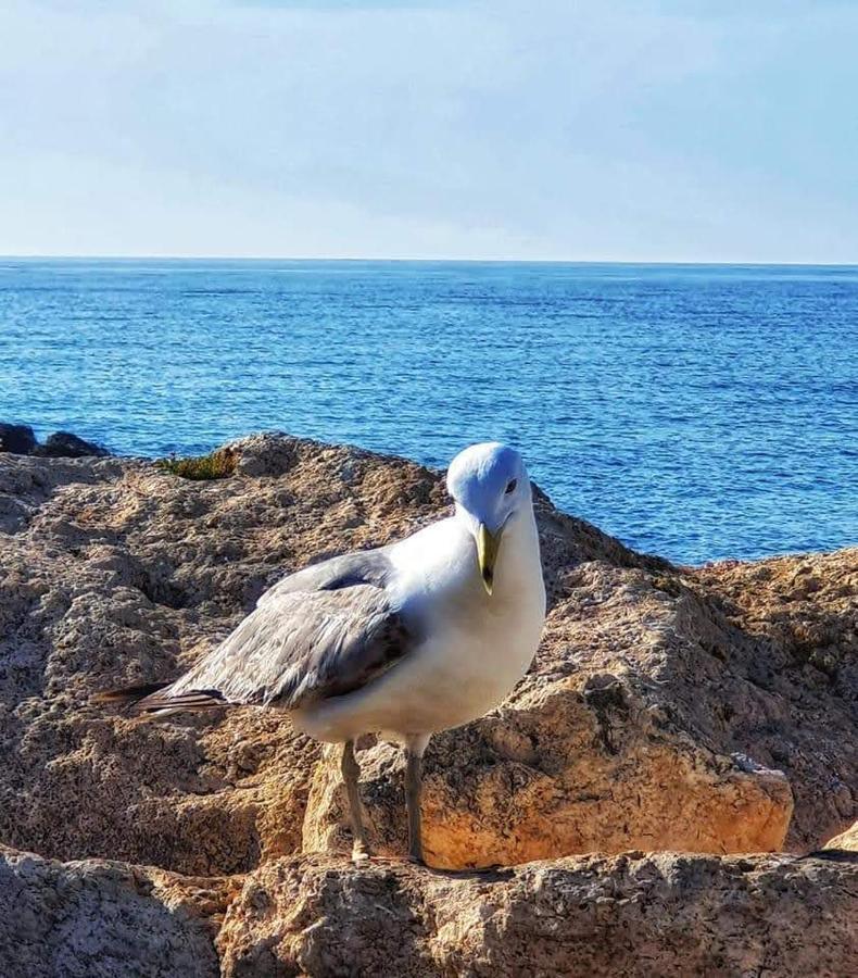 Comodo Apartamento Cerca Del Mar Santa Pola Exterior foto
